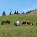 quelques Abondances sur les pistes du Cernix